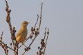 Cisticola juncidis